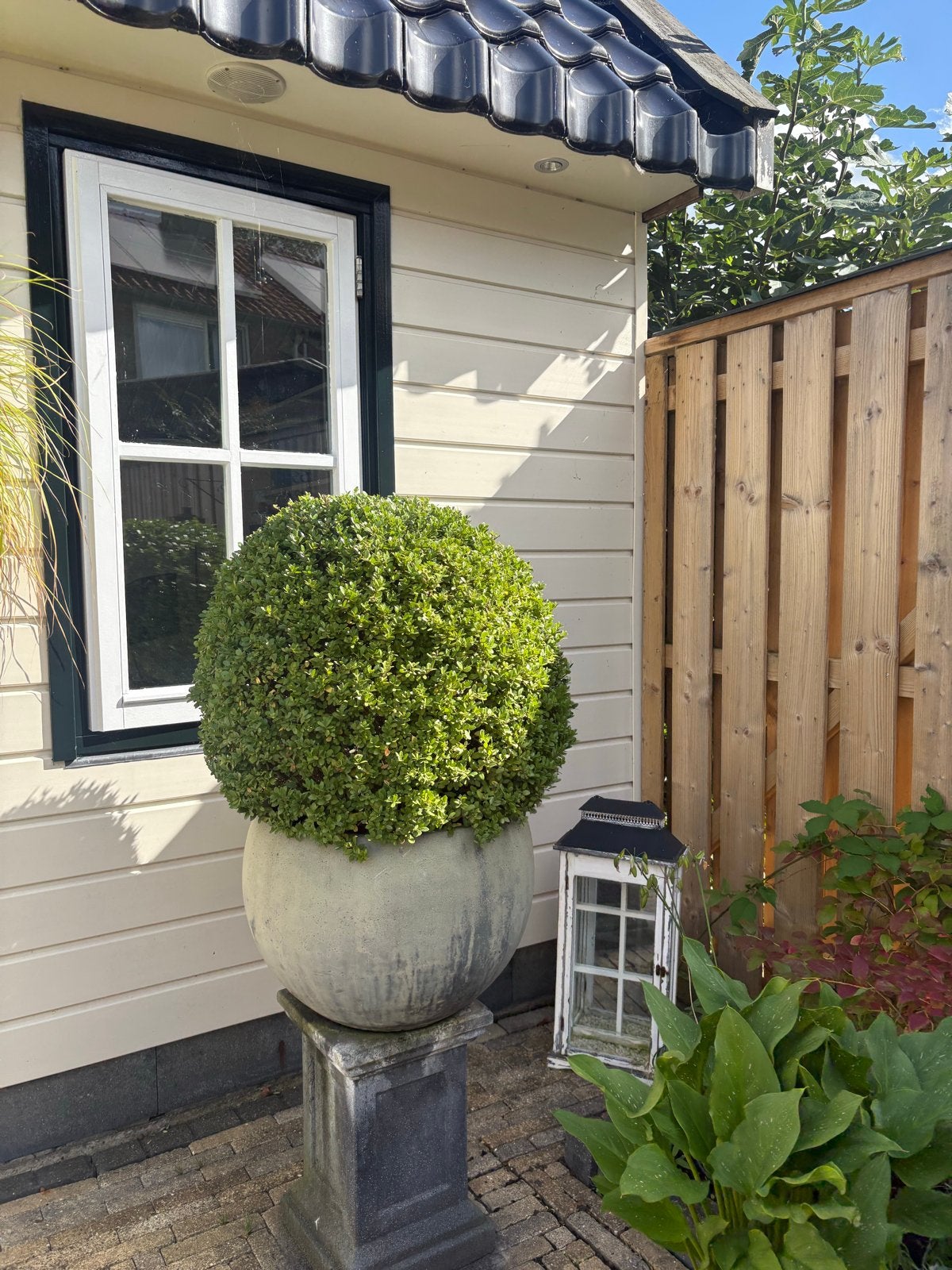 Diverse goed verzorgde buitenplanten inclusief potten, Tuin en Terras, Ophalen of Verzenden, Vaste plant, Siergrassen, Volle zon