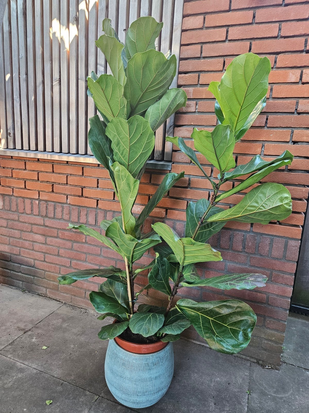 Ficus lyrata (vioolplant) op stam of struik, Ophalen of Verzenden, Ficus, Halfschaduw, 150 tot 200 cm