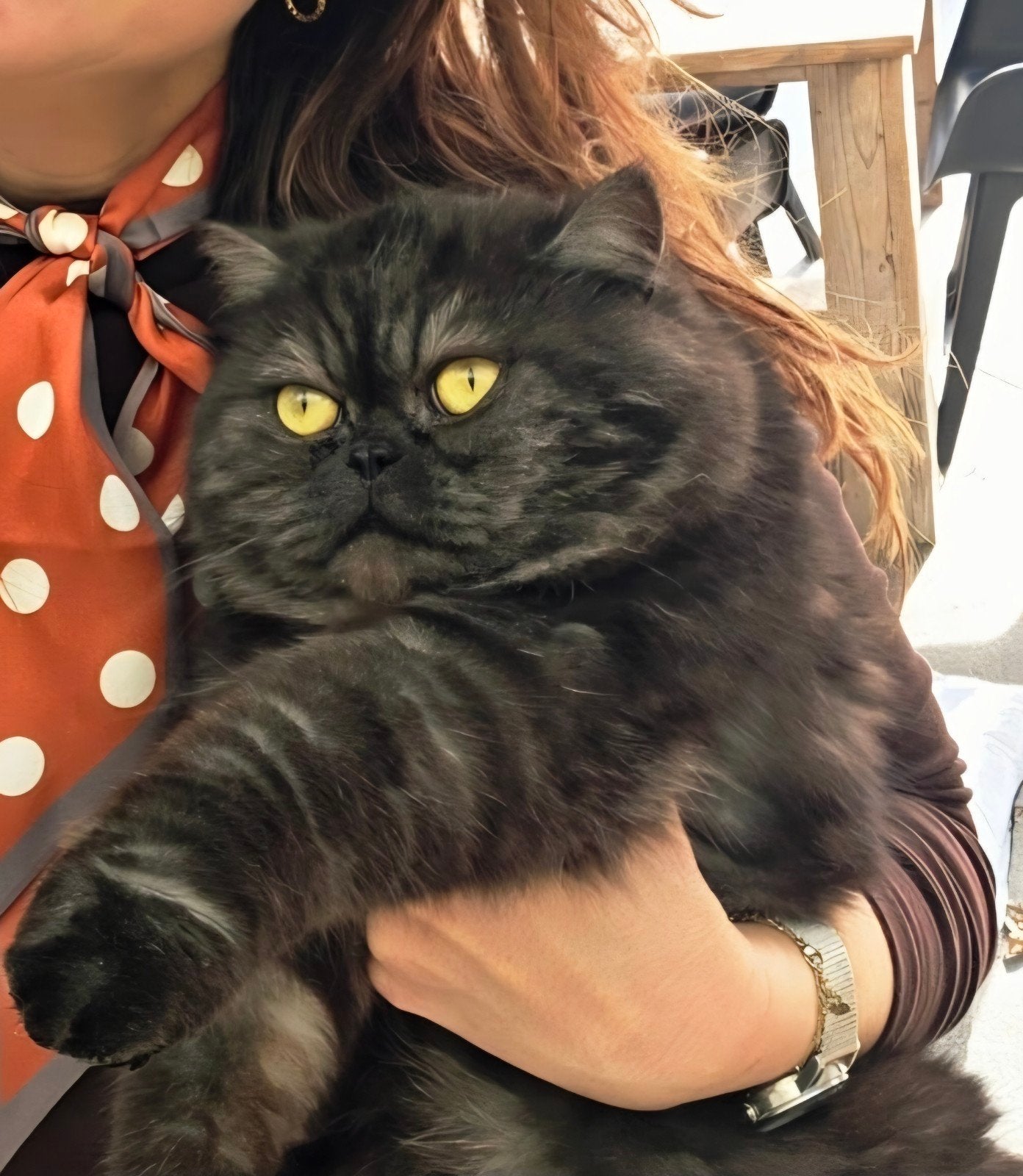 Lieve Exotic Shorthair Kik (2 jaar) zoekt een fijn thuis ️, Kater, Gechipt, 0 tot 2 jaar