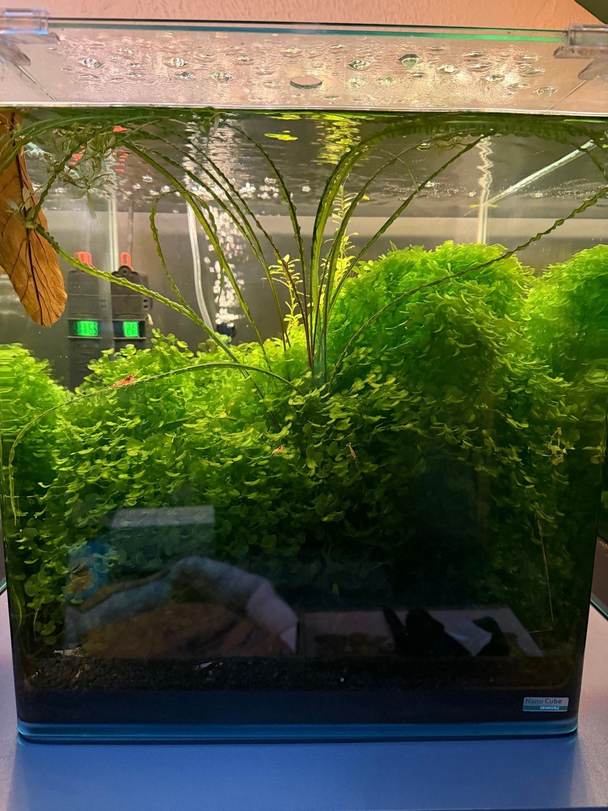 Dennerle nano cube 60 liter plant + evt. Inclusief garnalen, Ophalen, Gebruikt, Gevuld zoetwateraquarium, Dennerle