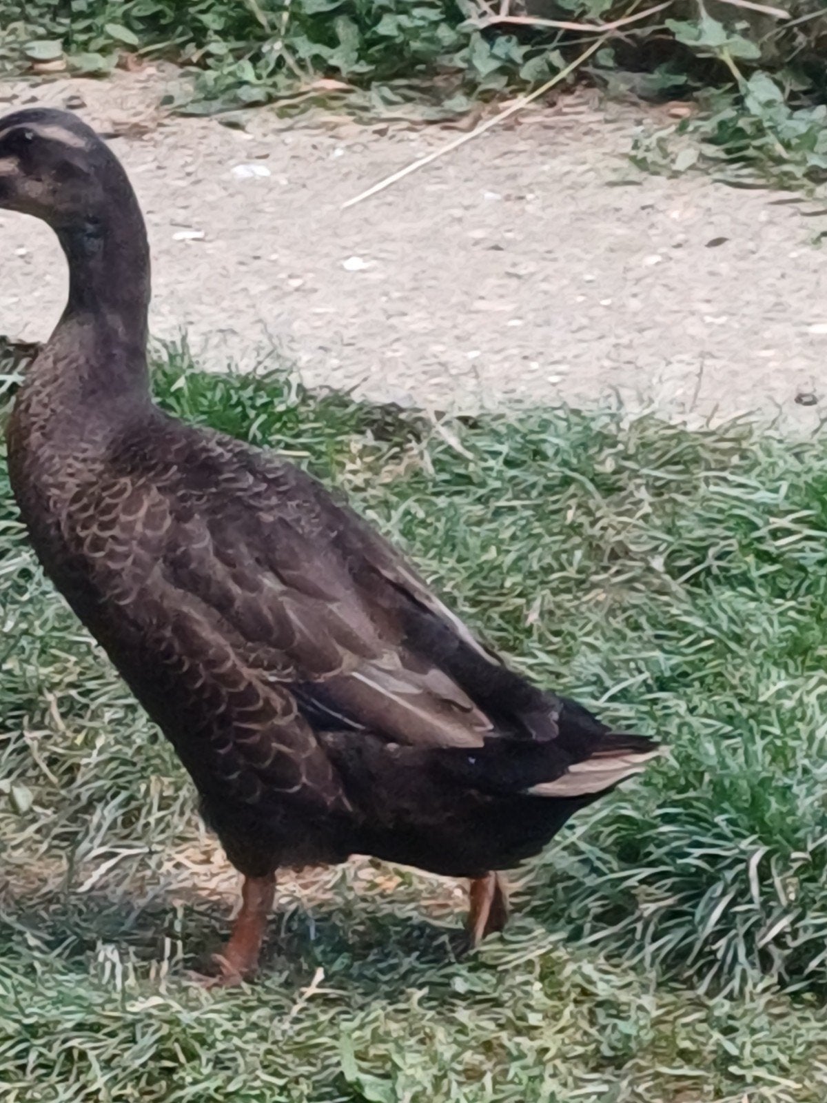 Twee mannetjes loopeenden zoeken nieuw huisje., Dieren en Toebehoren, Pluimvee | Toebehoren, Ophalen of Verzenden, Overige typen