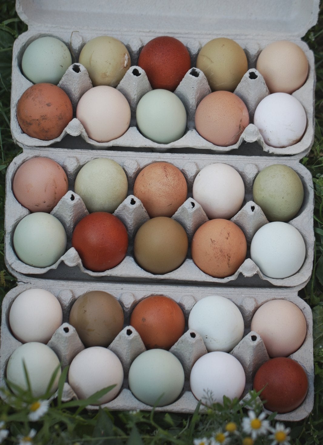 Broedeieren easter egger, olive egger, groenlegger, Dieren en Toebehoren, Geslacht onbekend, Kip