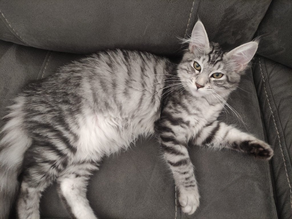 Prachtige Maine Coon kittens, Dieren en Toebehoren, Meerdere dieren, Gechipt, 0 tot 2 jaar