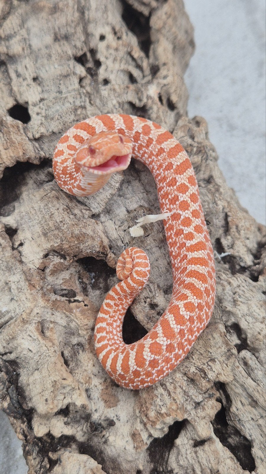 Ex red albino haakneusslang Hognose Snake photo 3
