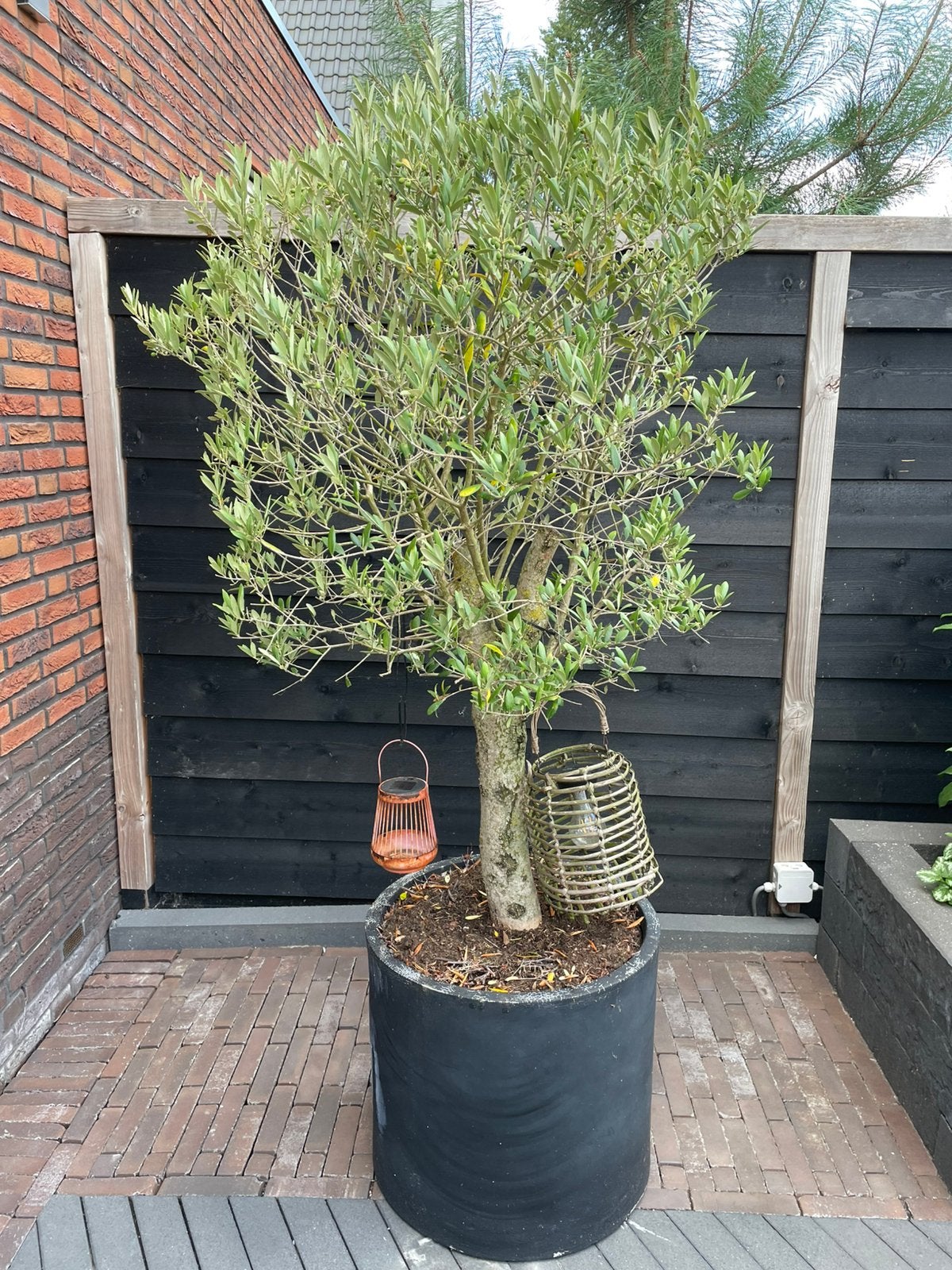 Olijfboom, Tuin en Terras, Planten | Bomen, Bloeit niet, 100 tot 250 cm, Olijfboom, Ophalen