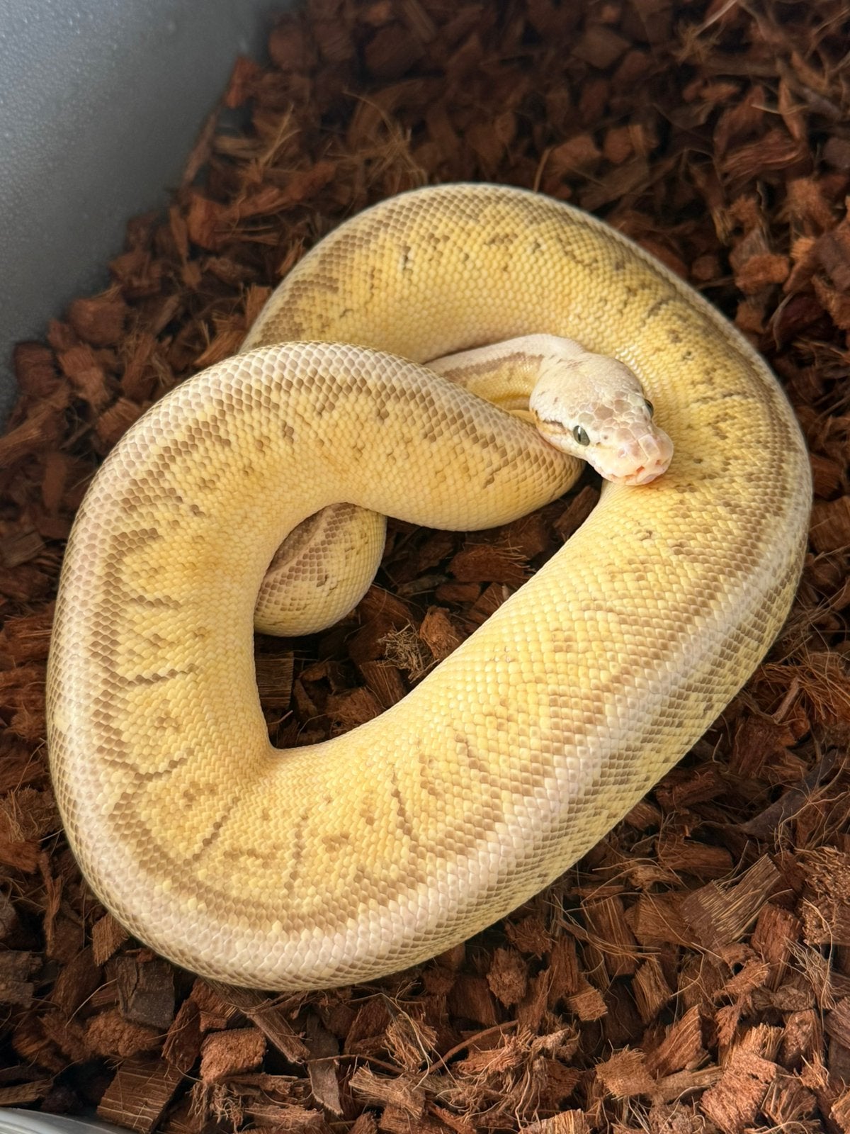 Ballpyton Python Regius, Dieren en Toebehoren, Slang, 3 tot 6 jaar