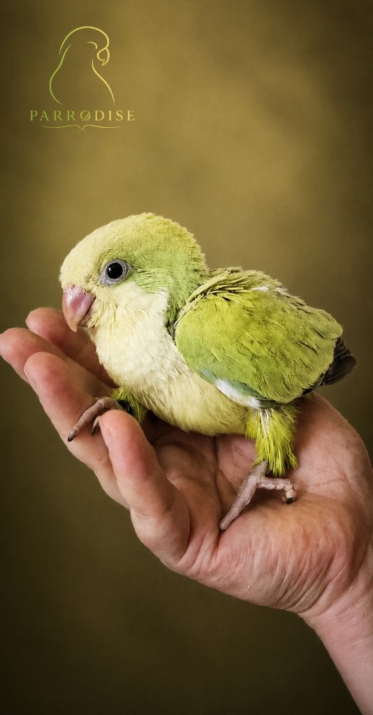 PRACHTIGE Tamme Muisparkiet Pallid Groen 2026, Dieren en Toebehoren, Vogels | Parkieten en Papegaaien, Geslacht onbekend, Parkiet