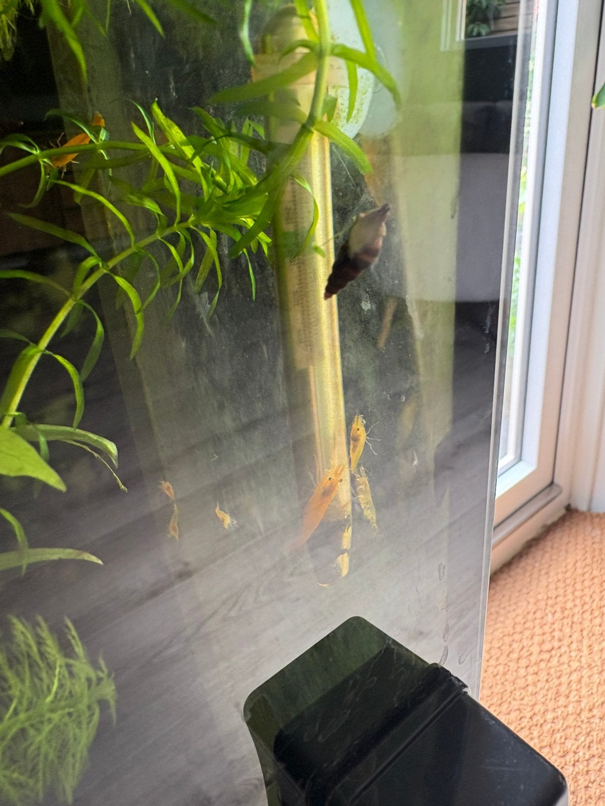 Slaketende slakken, Dieren en Toebehoren, Slak of Weekdier