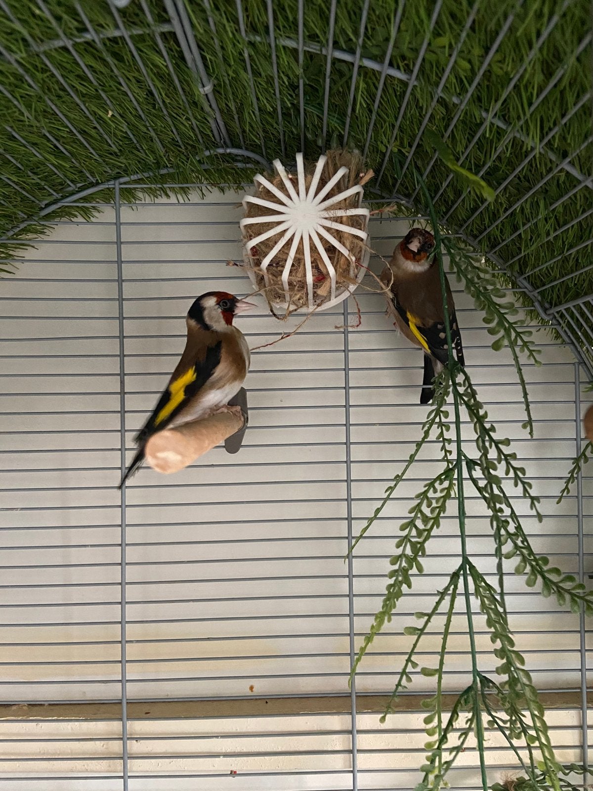 Distelvinken , putters, Meerdere dieren, Wildzangvogel, Geringd