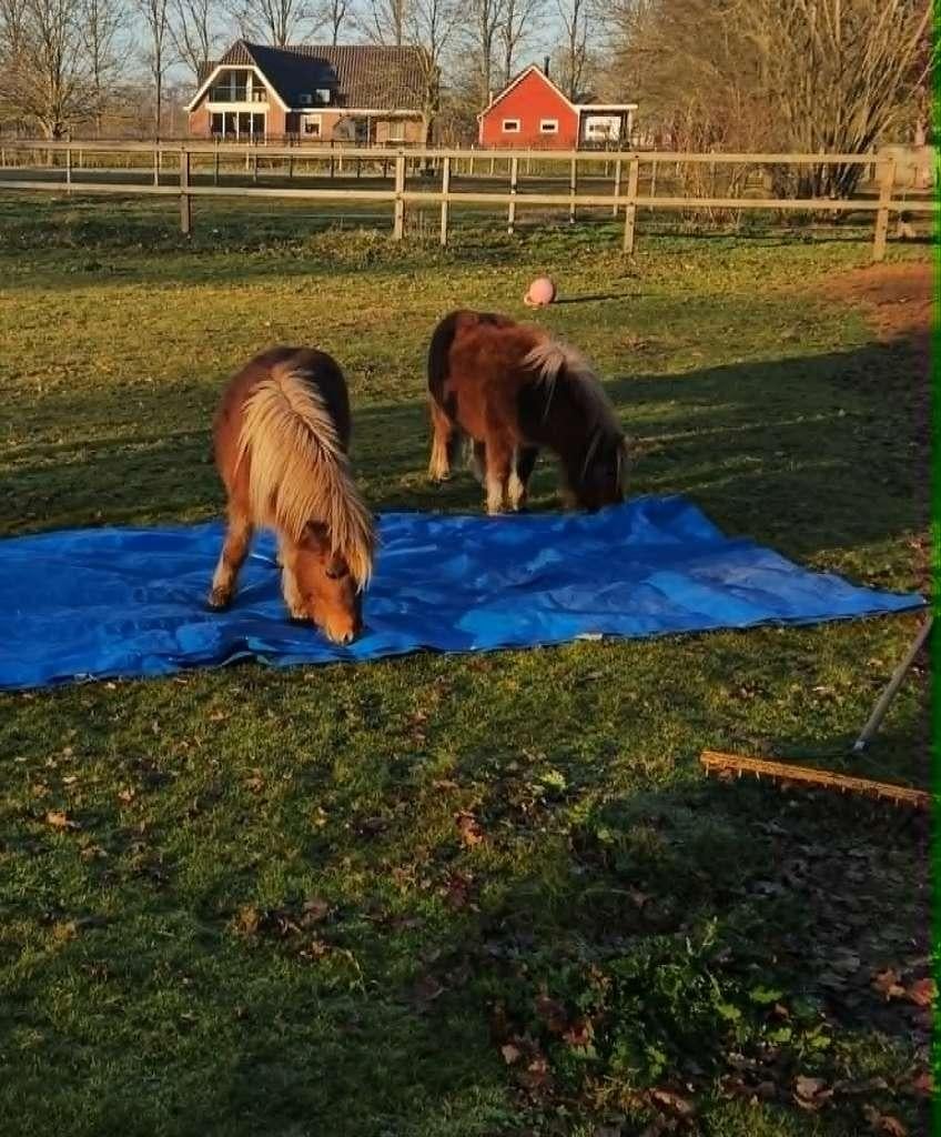 shetlander koppel, Dieren en Toebehoren, Pony's, Niet van toepassing, 0 tot 2 jaar, A pony (tot 1.17m), Gechipt