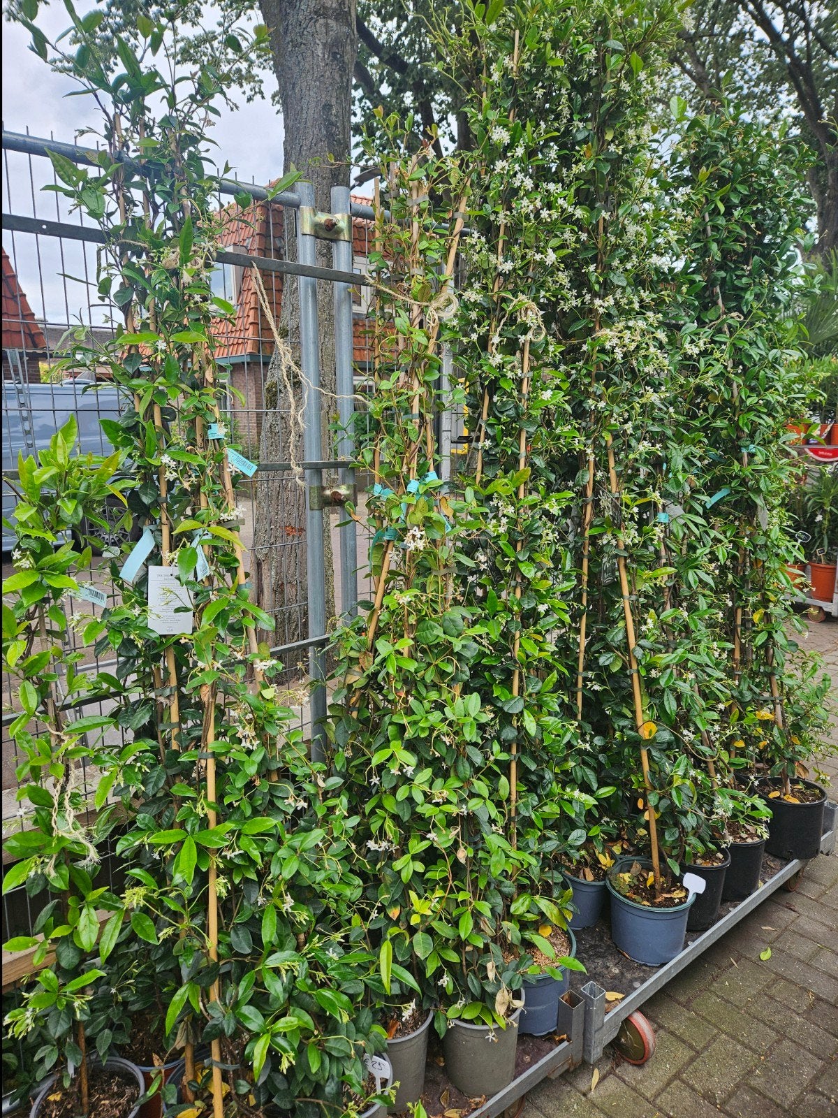 Toscaanse Jasmijn in diverse maten, ook voor terras pot, Overige soorten, 100 tot 250 cm, Zomer, Ophalen