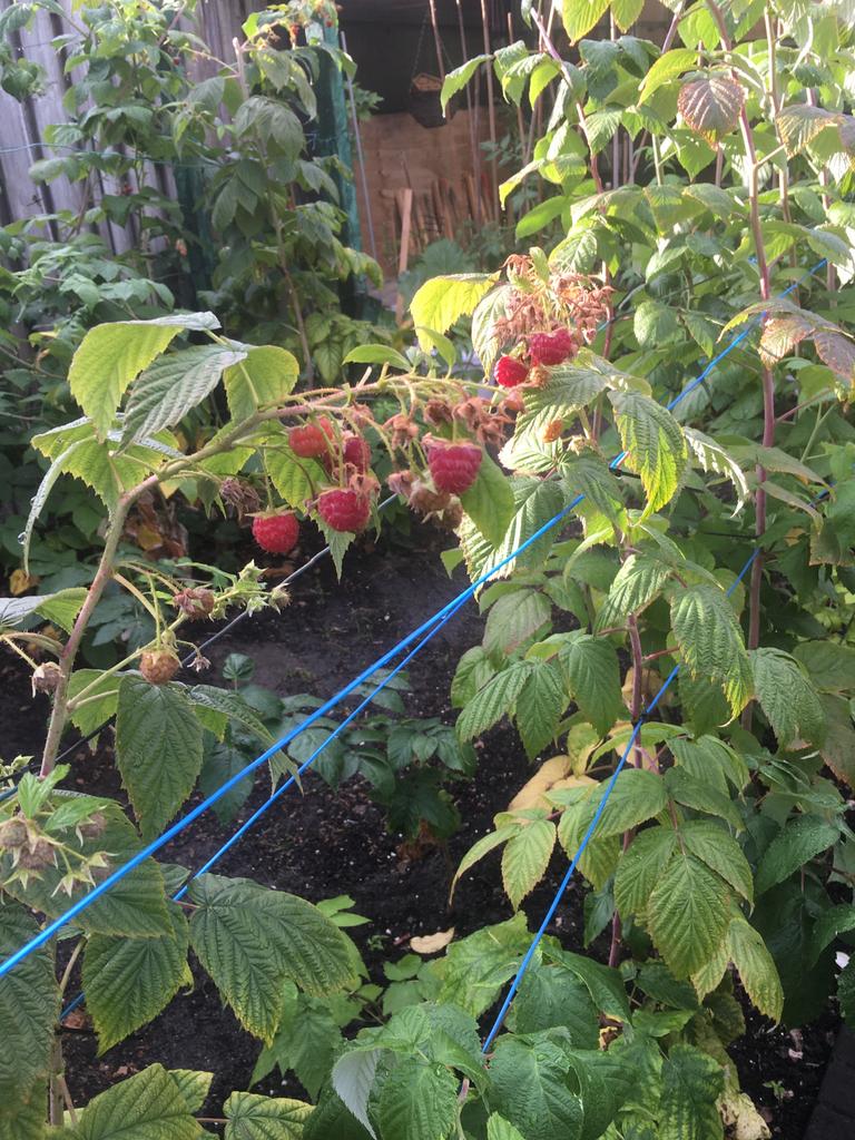 Frambozen en zwarte bessen aalbes en blauwe druif stam ., Tuin en Terras, Planten | Fruitbomen, Ophalen, Overige soorten