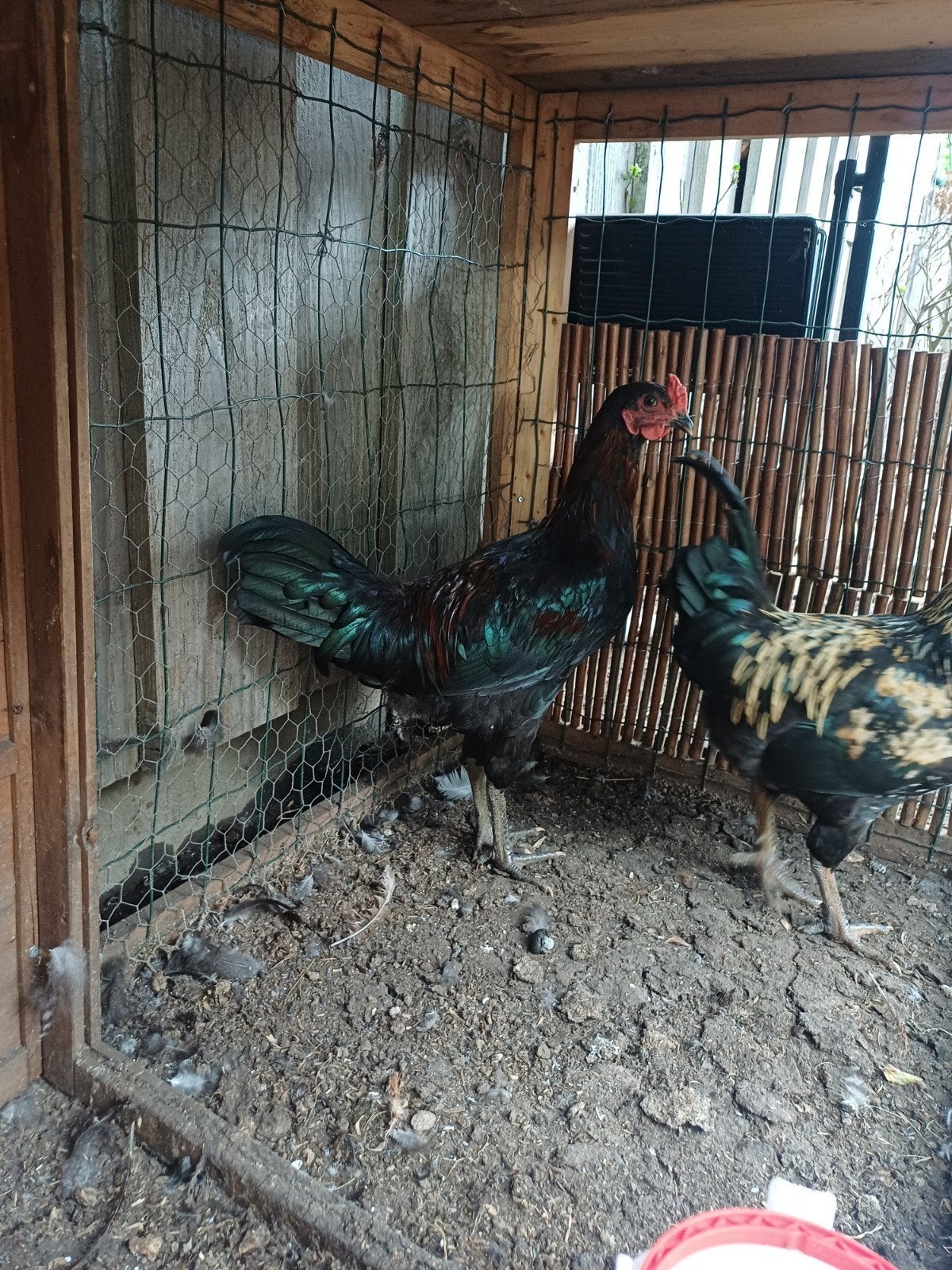 Olivelegger hanen te koop, Dieren en Toebehoren, Pluimvee, Mannelijk, Kip
