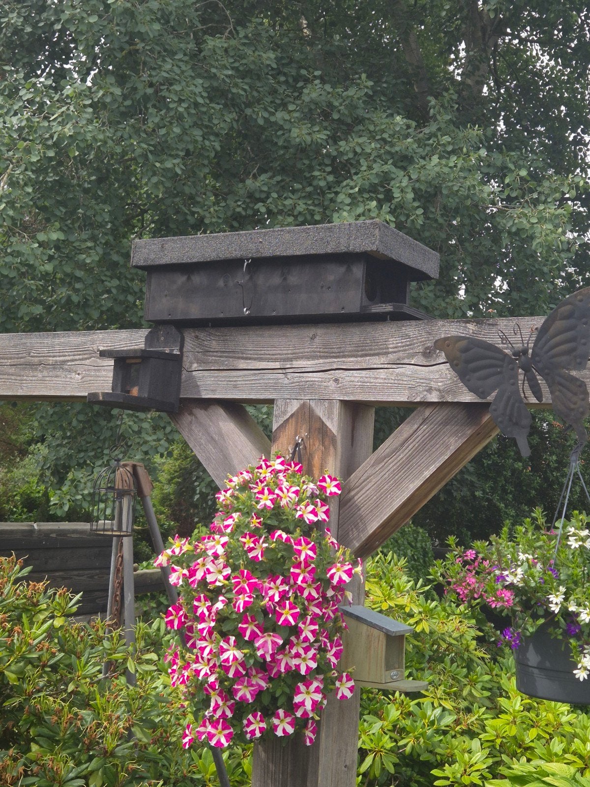 Steenuilen nestkast, Ophalen, Drinken en Voederen