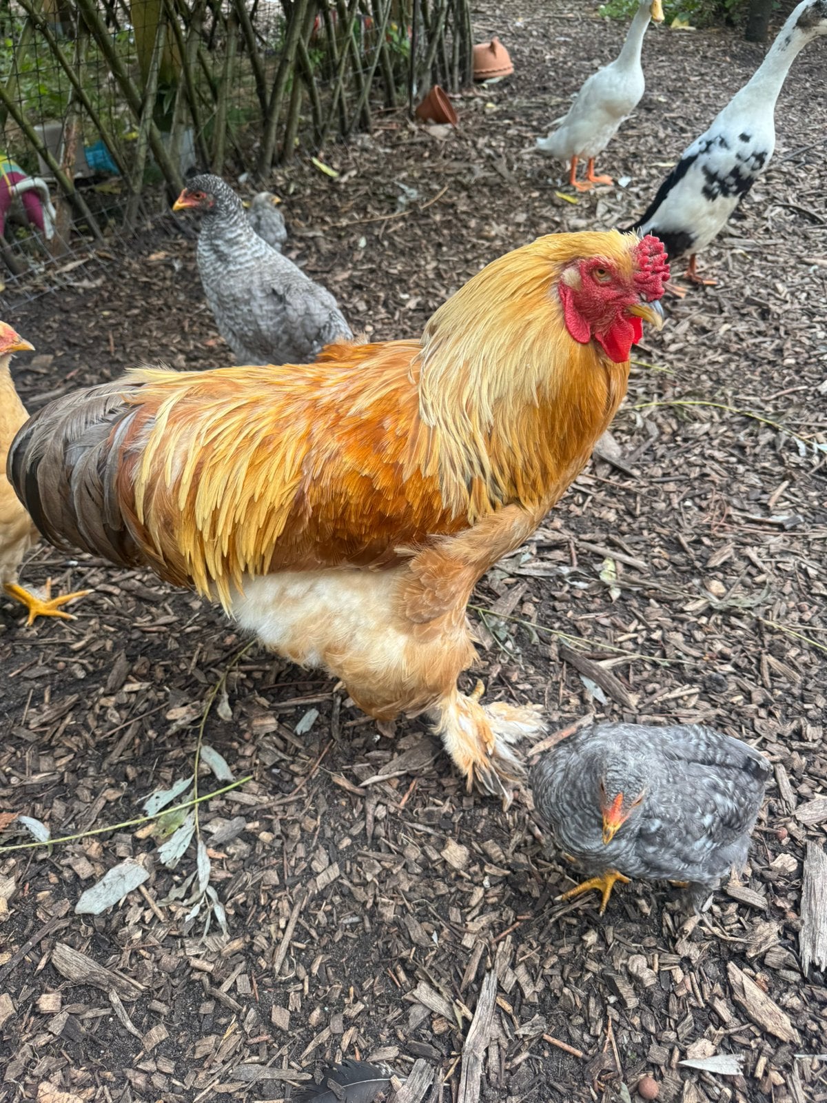 Brahma hanen en Plymouth Rock haan zoeken nieuw kippenhok, Dieren en Toebehoren, Pluimvee, Mannelijk, Kip