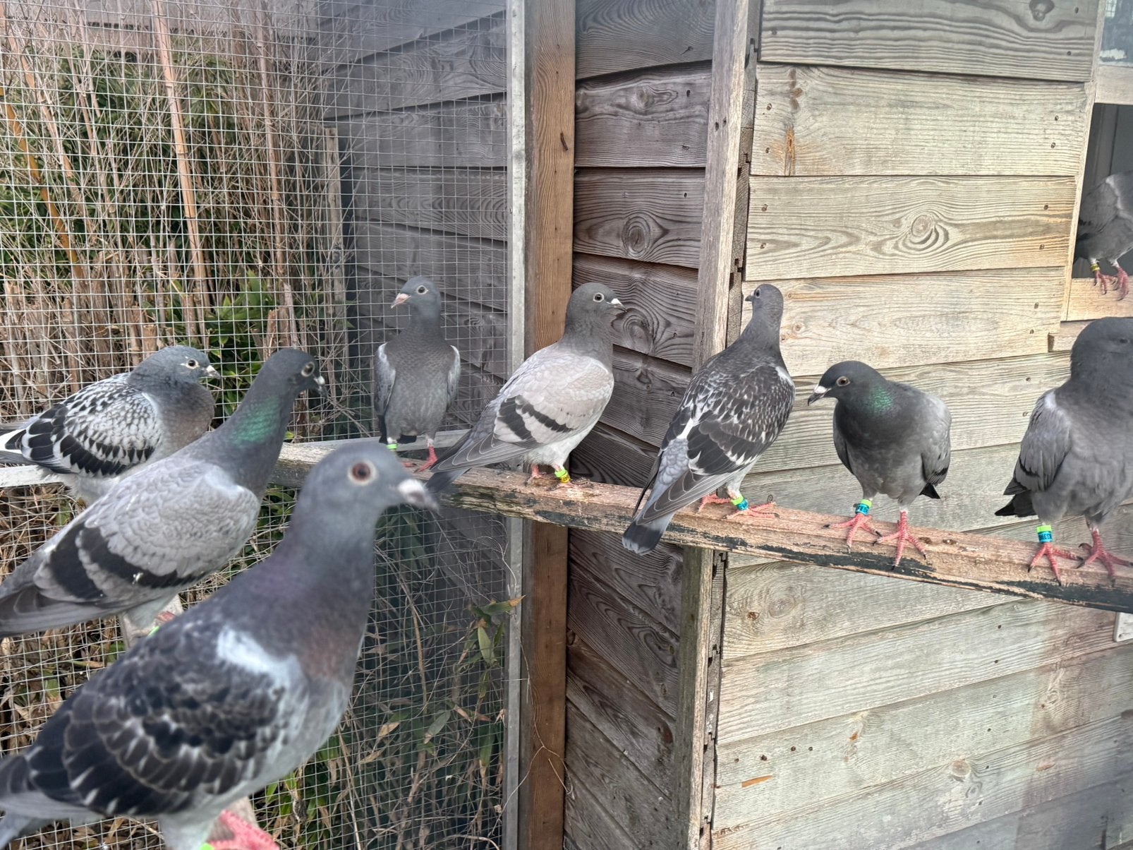 Jonge duiven, Dieren en Toebehoren, Meerdere dieren, Postduif