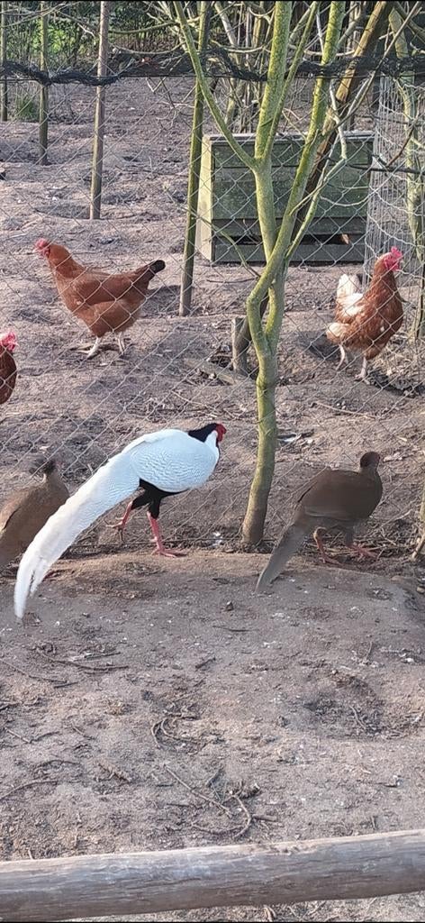 Goud fazant hen gevr.ruilen voor Zilverfazant hen., Dieren en Toebehoren, Vrouwelijk