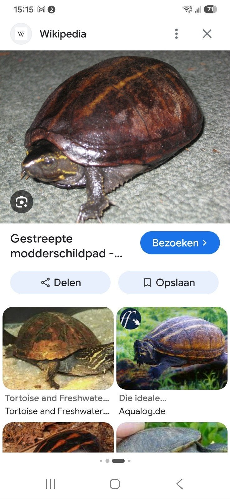 gezocht baurii schildpad, Dieren en Toebehoren, Schildpad