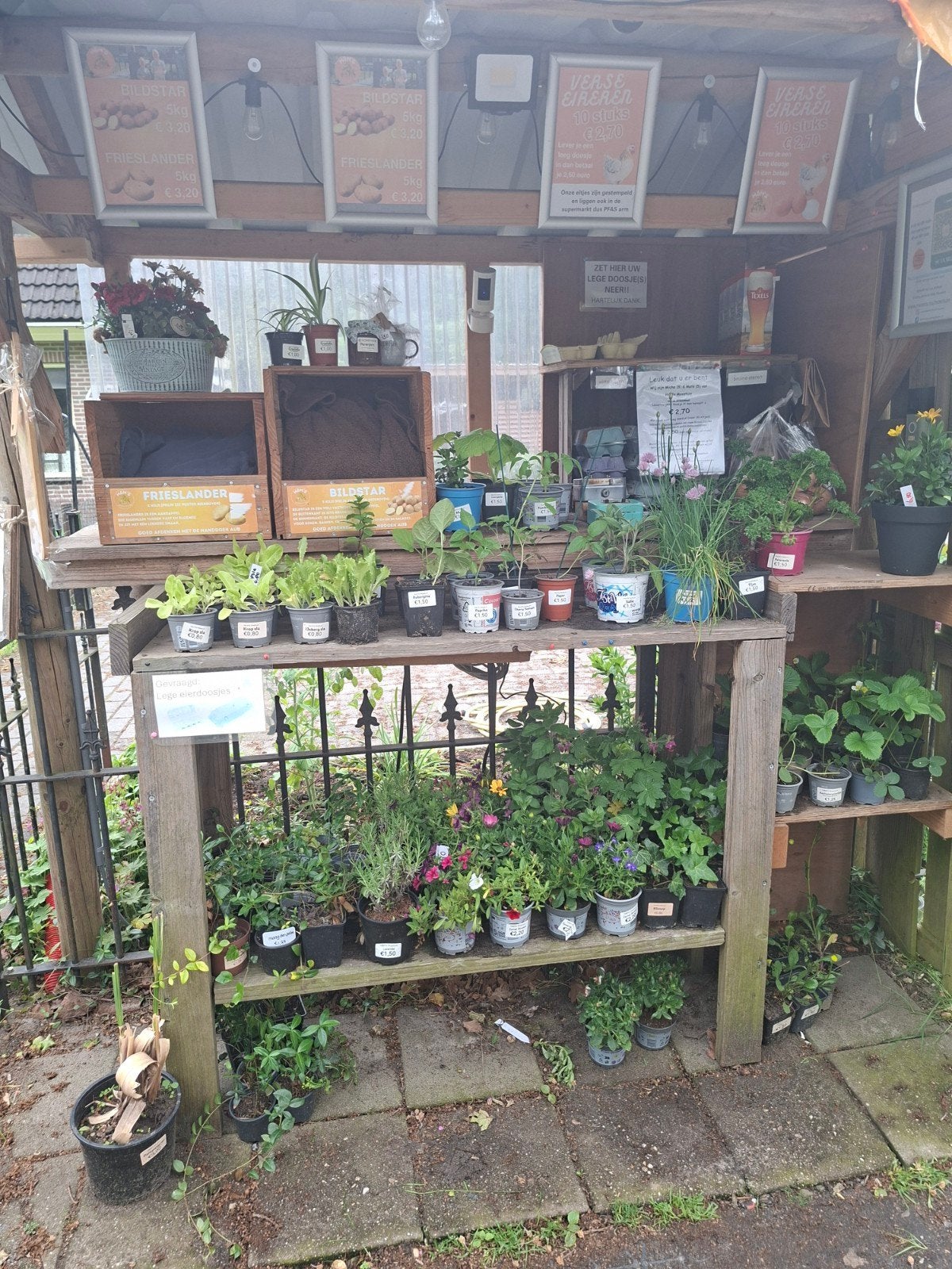Diverse moestuinplanten, vaste planten zomerbloeiers te koop, Tuin en Terras, Ophalen, Eenjarig, Overige soorten, Volle zon
