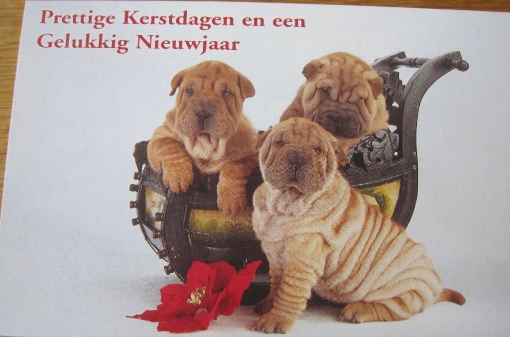 Prettige kerstdagen - drie Shar Pei's in slee met kerstster, Verzamelen, Verzenden, 1980 tot heden, Gelopen, Overige thema's