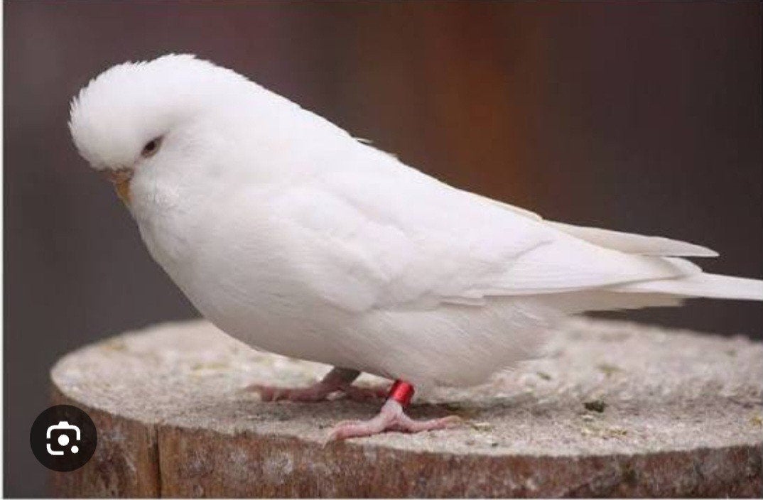 gezocht 1 of 2 koppel witte grasparkieten, Dieren en Toebehoren