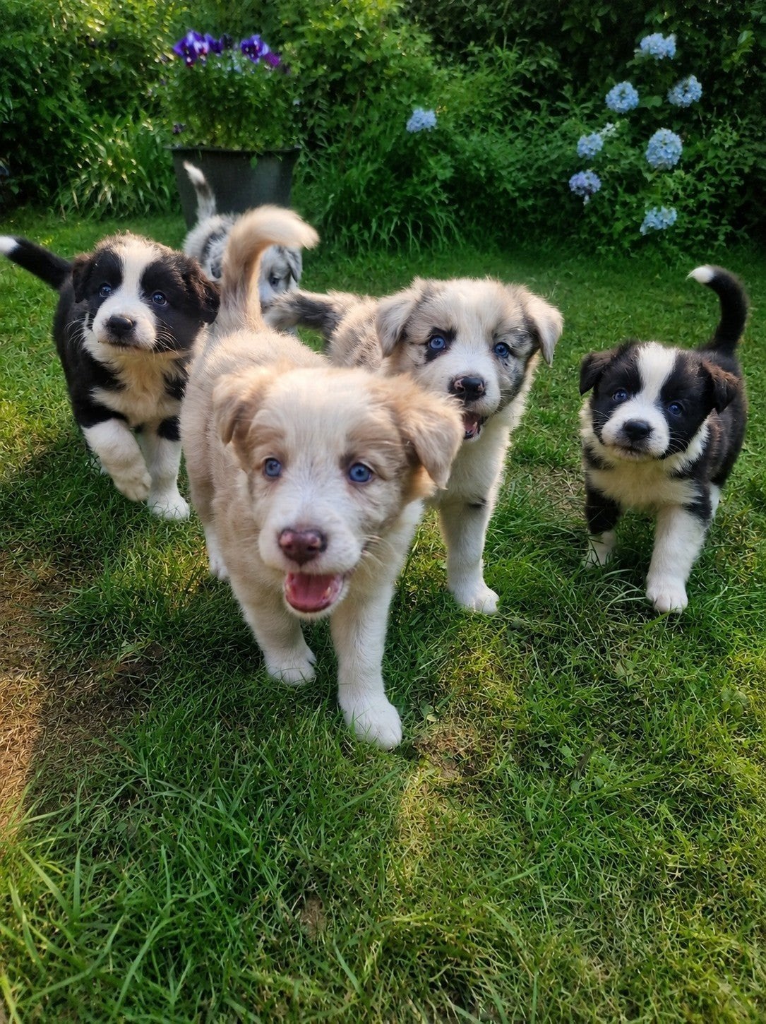 Border collie pups, Parvo, 8 tot 15 weken, Collie, Meerdere