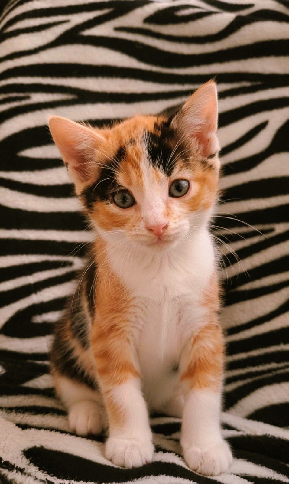 Mooie Europese korthaar poes (gereserveerd), Dieren en Toebehoren, Katten en Kittens | Overige Katten, Meerdere dieren