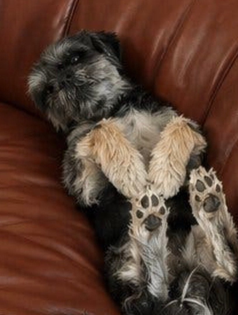 Maltezer x Shih Tzu reu Boomer – dekreu, Dieren en Toebehoren, 6 jaar of ouder, Reu, Eén hond, CDV (hondenziekte)