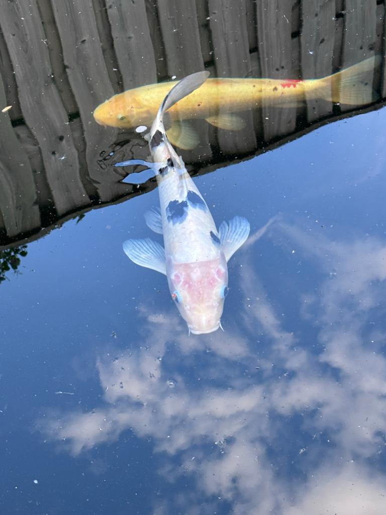 Wit/zwarte koi, Dieren en Toebehoren, Karper of Koi