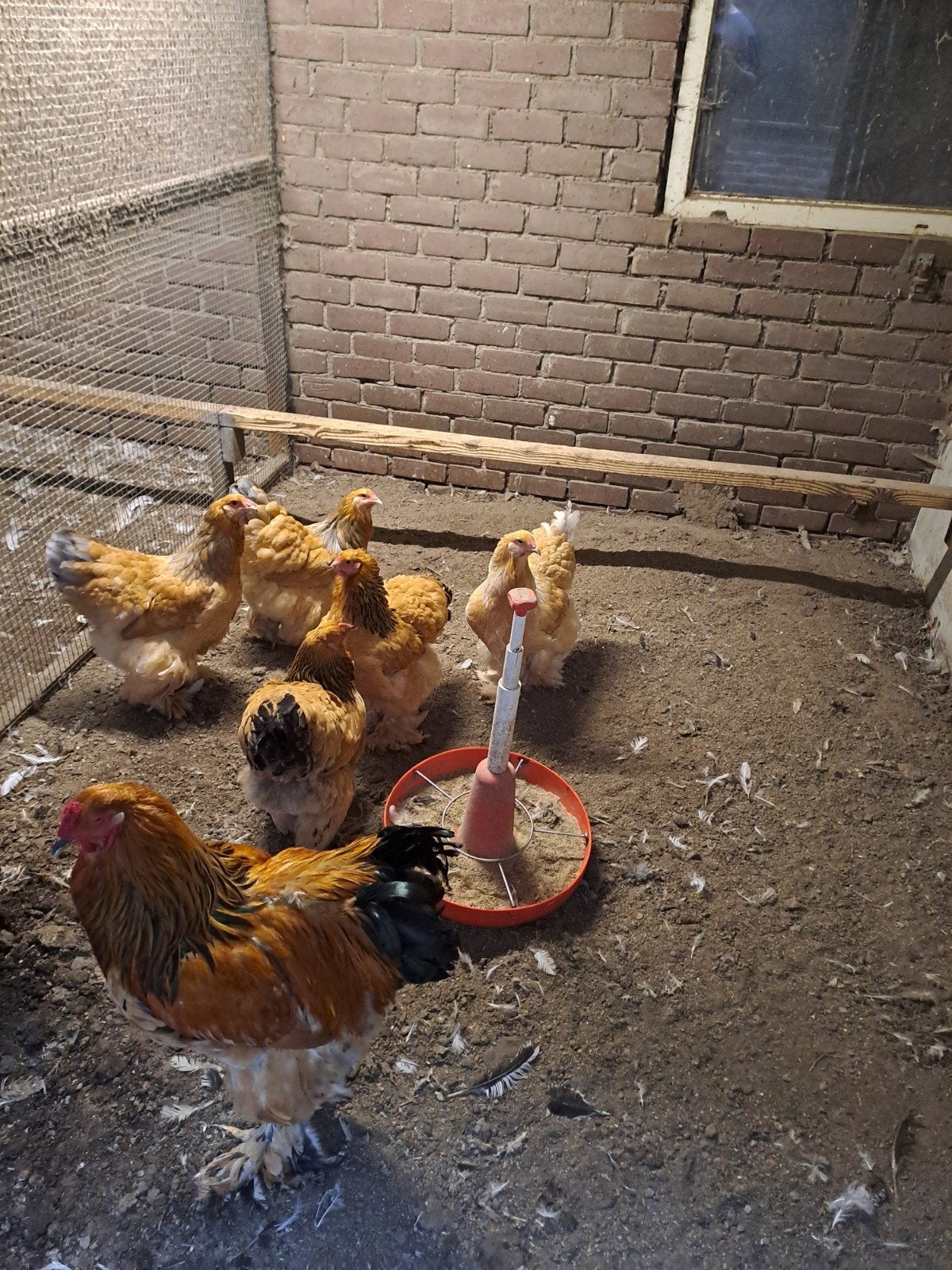 raszuivere broedeieren groot kippen te koop, Dieren en Toebehoren