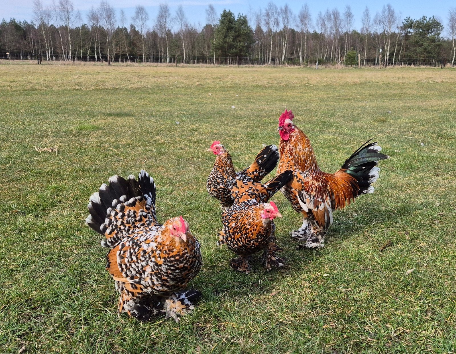 Aanbieding: Broedeieren - Sabelpoot, Rood Porcelein, Dieren en Toebehoren, Pluimvee, Kip, Geslacht onbekend