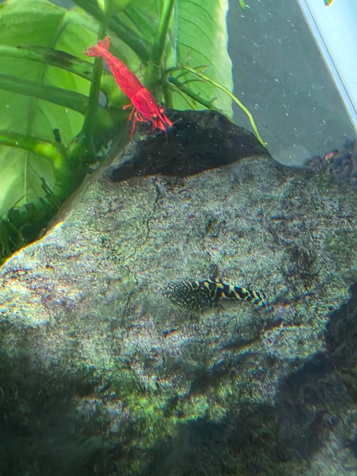 sewellia,  steenkruiper, hillstream loach jongen, Dieren en Toebehoren, Vissen | Aquariumvissen, Vis