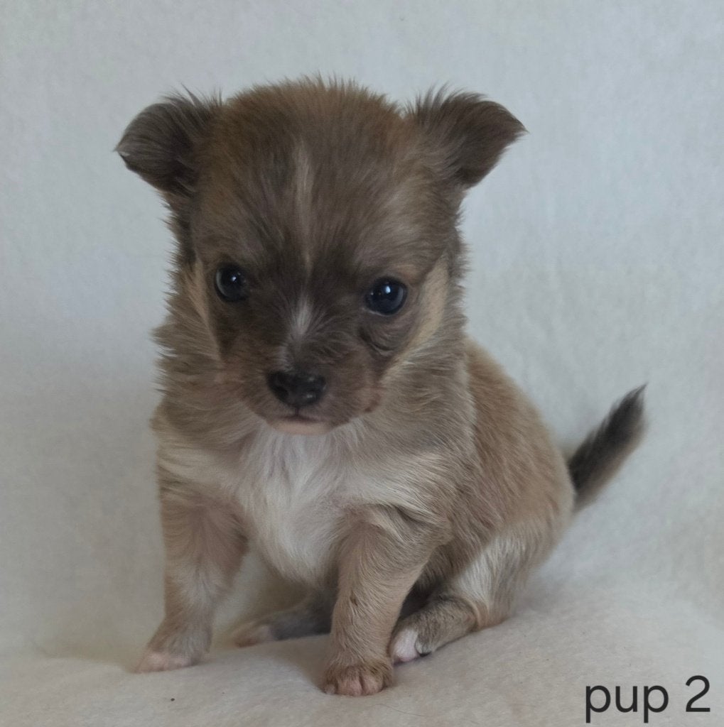 Chihuahua pups, Dieren en Toebehoren, Honden | Chihuahua's en Gezelschapshonden, België, Particulier, 8 tot 15 weken, Parvo