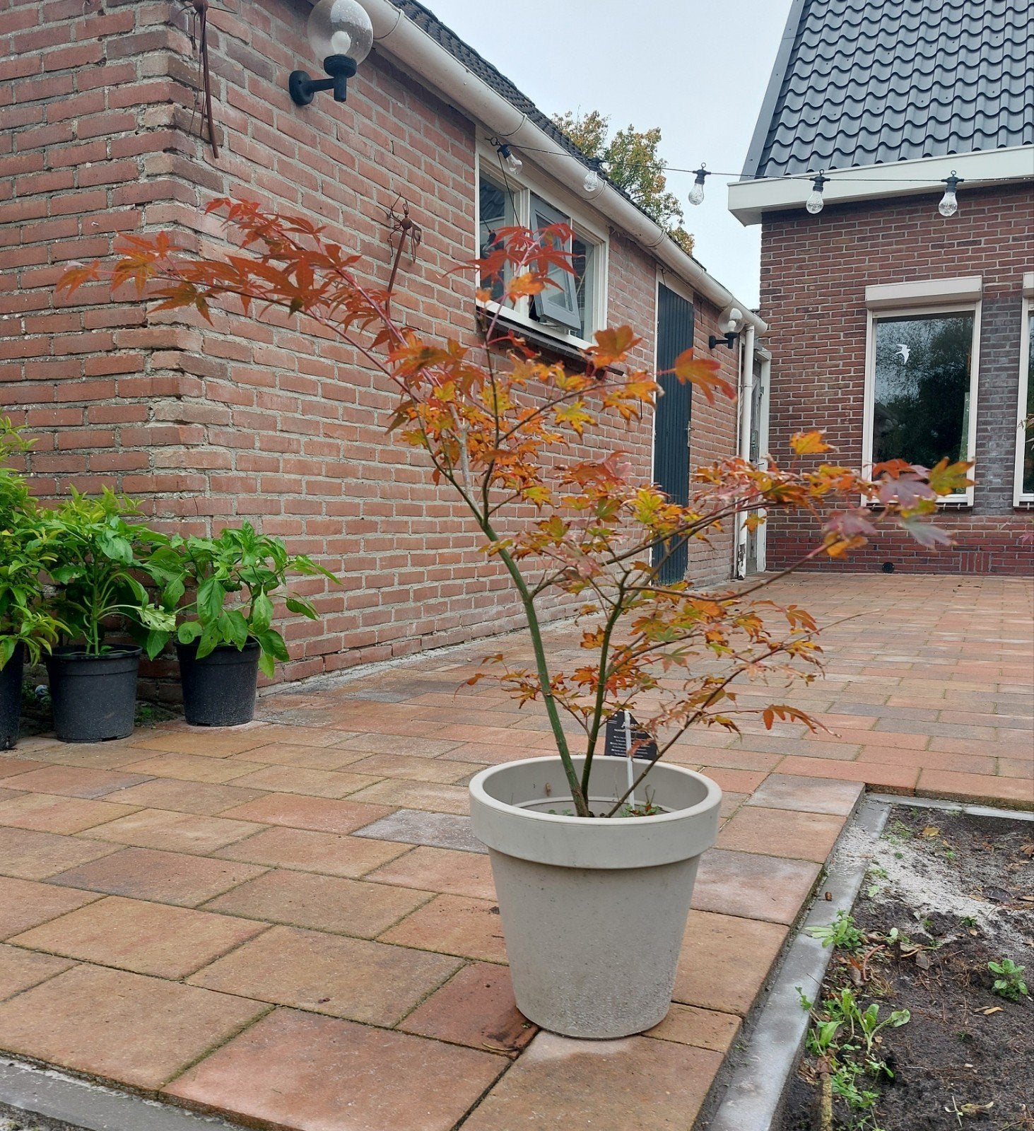Prachtige Japanse Esdoorn 'Atropurpureum' in pot, Tuin en Terras, Ophalen, Esdoorn