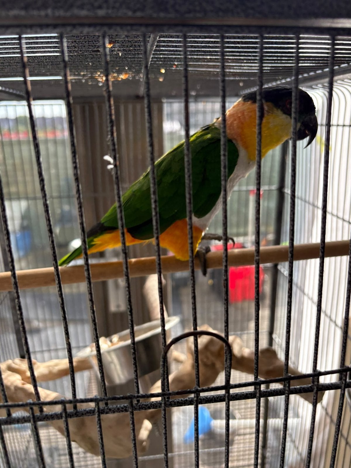 Caique zwartkop 7 jaar, Dieren en Toebehoren, Mannelijk, Papegaai, Geringd