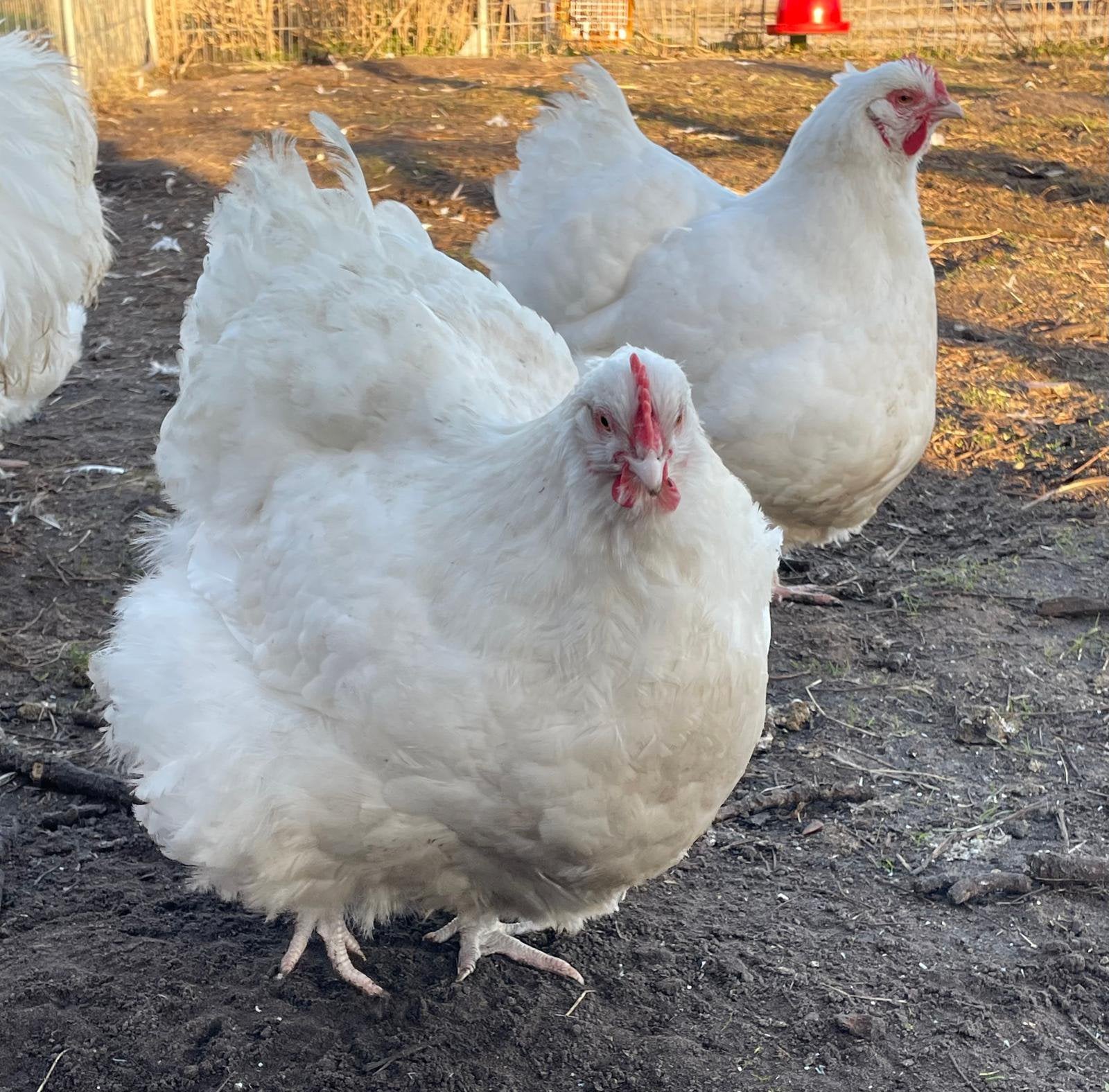 3 witte orpington kippen, groot ras., Dieren en Toebehoren, Pluimvee, Meerdere dieren, Kip