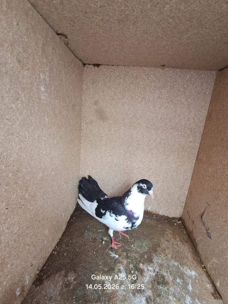 duiven te koop, Dieren en Toebehoren, Vogels | Duiven, Meerdere dieren, Postduif