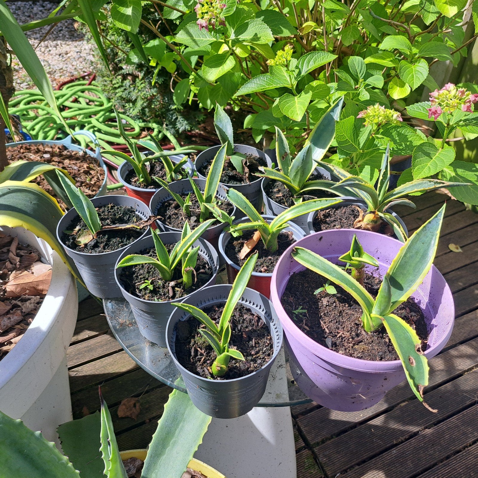 10 Agave stekken euro 15, Ophalen of Verzenden, Overige soorten, Volle zon