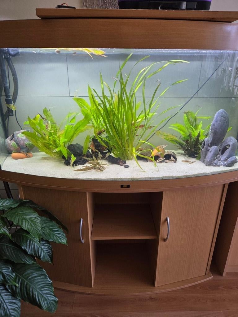 260 liter juwel aquarium, Dieren en Toebehoren, Vissen | Aquaria en Toebehoren, Ophalen, Gebruikt, Inclusief vissen, Gevuld zoetwateraquarium
