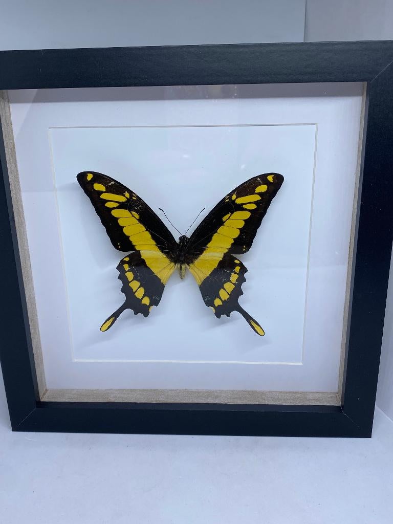 vlinder Papilio Thoas, Verzamelen, Dierenverzamelingen, Ophalen of Verzenden, Nieuw, Insect, Opgezet dier