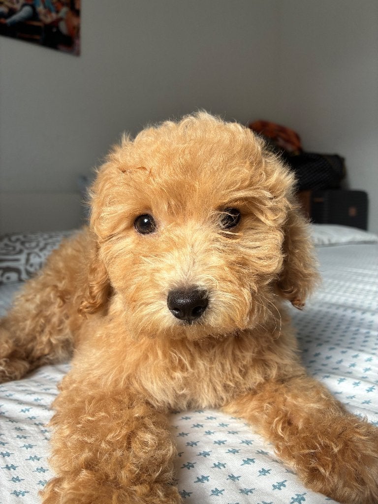 Toy poedel Apricot, Dieren en Toebehoren, Poedel, 15 weken tot 1 jaar, Reu, Eén hond