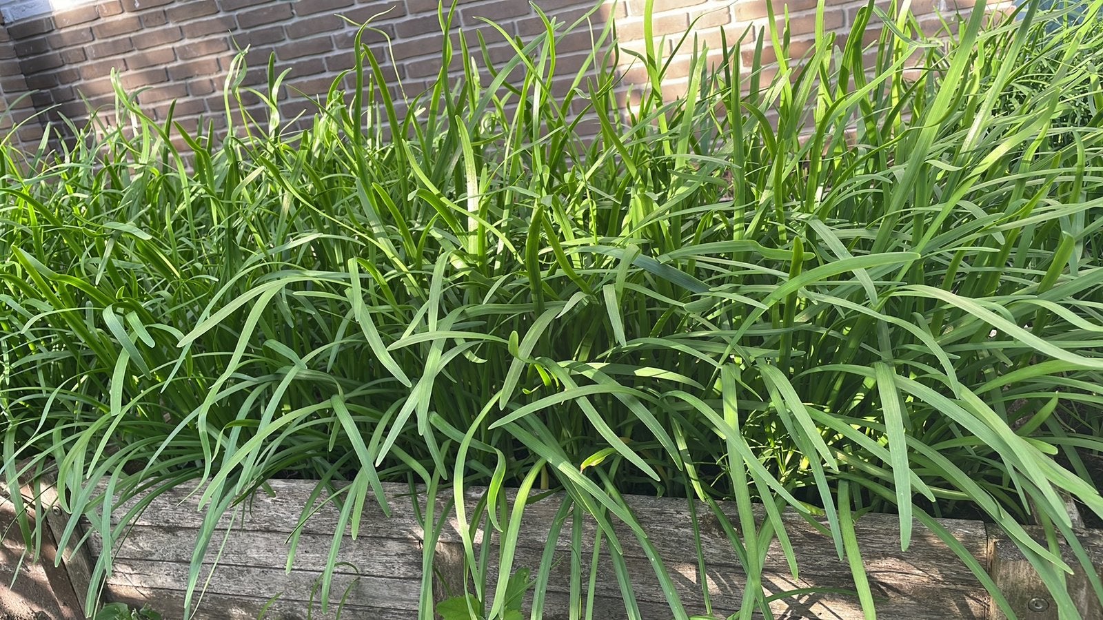 home-grown Garlic chives, leek, Ophalen, Overige soorten, Volle zon