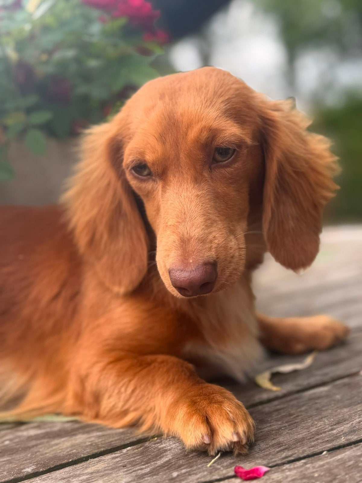 Liefdevol thuis gezocht voor onze teckel Max, 15 weken tot 1 jaar, Reu, Dwerg, Langhaar