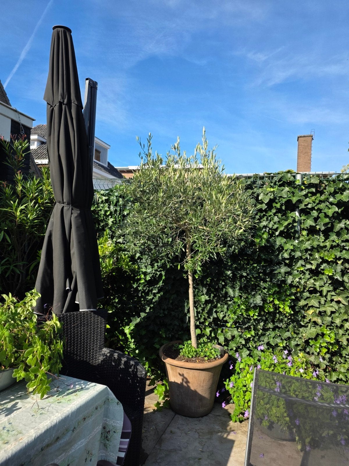 Olijfboom, Tuin en Terras, Bloeit niet, 100 tot 250 cm, Olijfboom, Ophalen