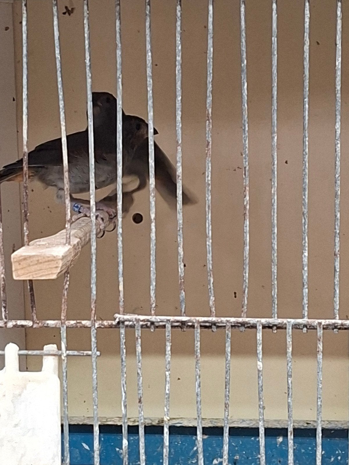 Mooi koppel Antilliaanse goudvink, Dieren en Toebehoren, Meerdere dieren