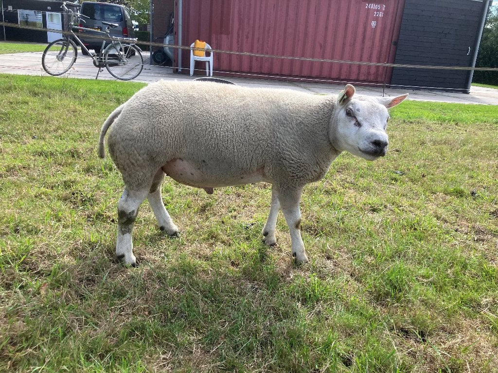 Texelaar dekrammen, Dieren en Toebehoren, Schapen, Geiten en Varkens, Mannelijk, Schaap
