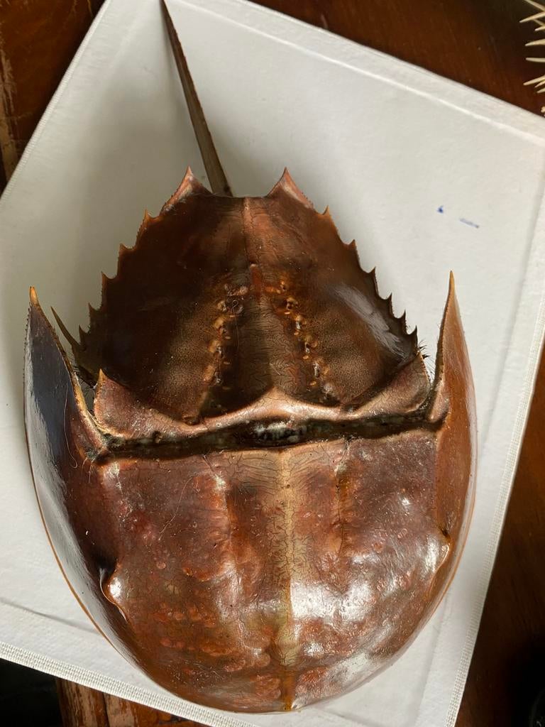 Degenkrab Limulidae, Ophalen of Verzenden