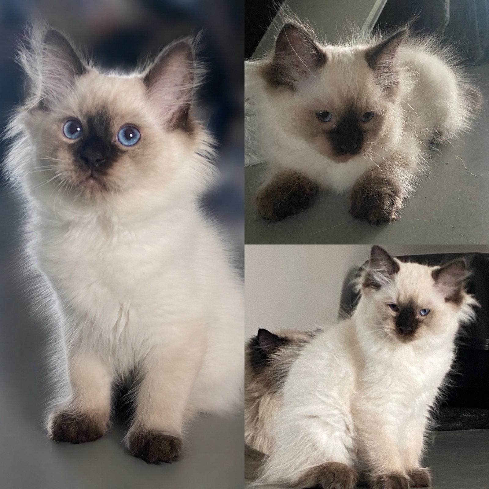 Ragdoll kitten katertje met stamboom, Kater, Met stamboom