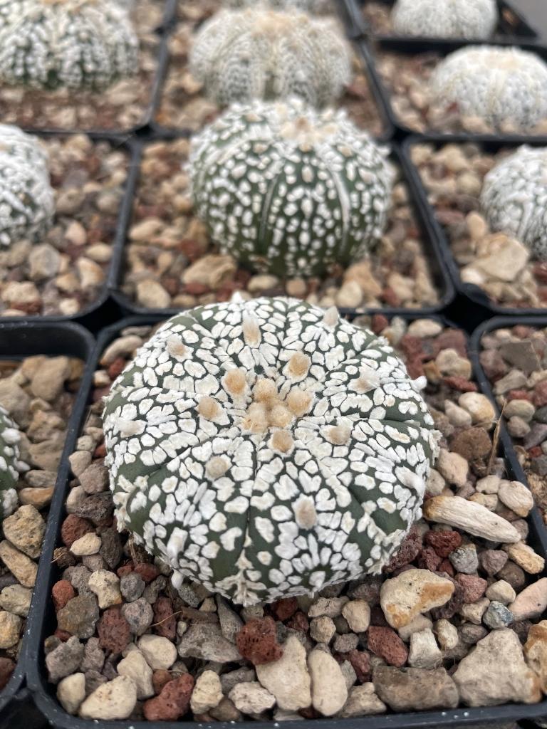 Cactus Astrophytum Super Kabuto potmaat 7,5 cm, Huis en Inrichting, Ophalen of Verzenden, Minder dan 100 cm, Bloeiende kamerplant