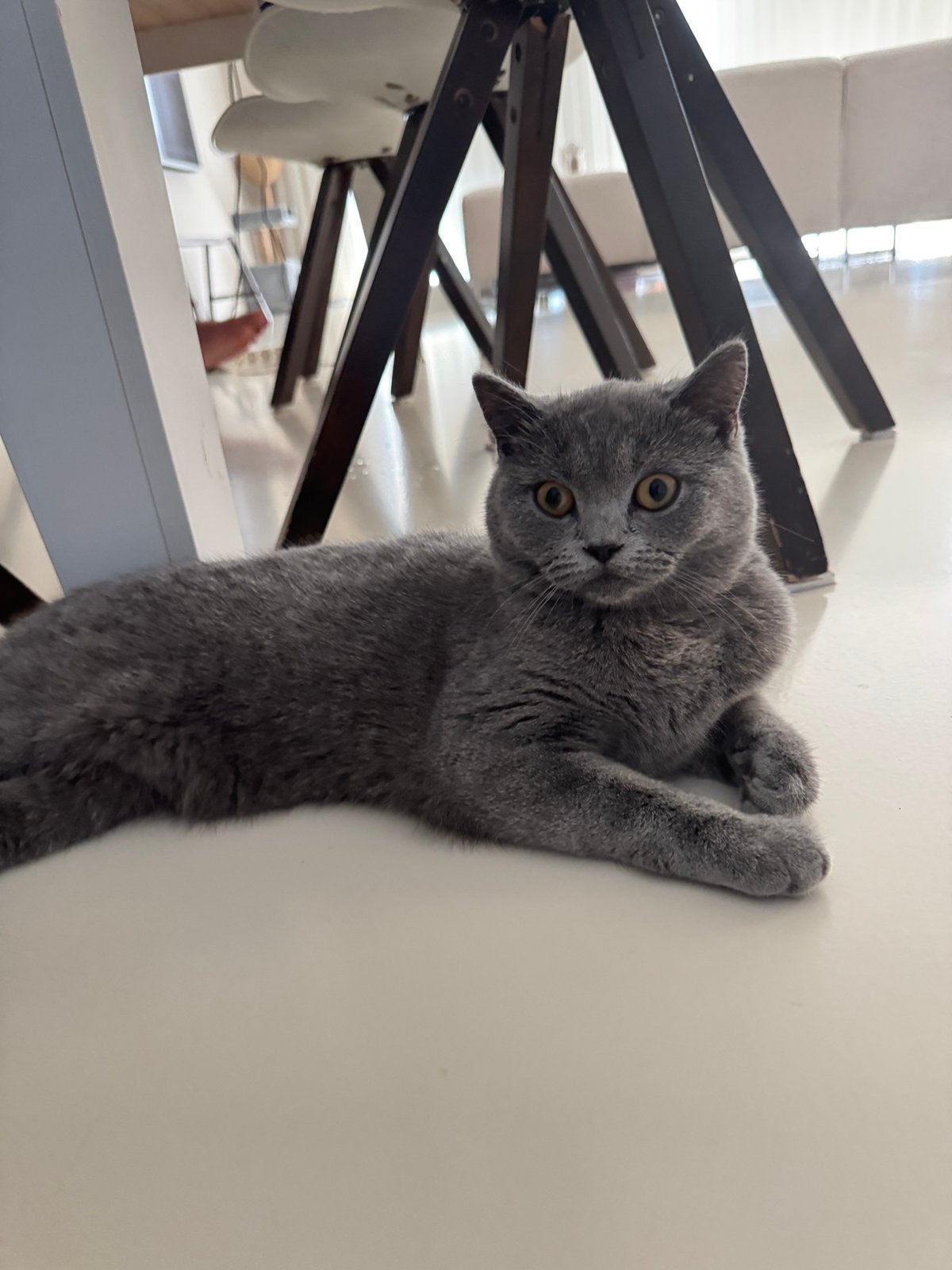 Britse korthaar grijs poes Bala zoekt een nieuw thuis, Dieren en Toebehoren, Katten en Kittens | Raskatten | Korthaar, Poes